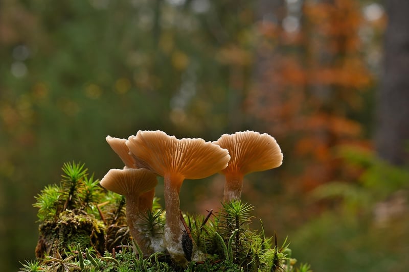 Enchanted Forest